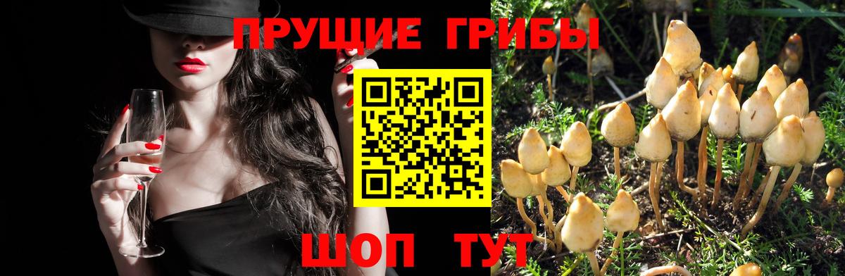 Псилоцибиновые грибы Cubensis Хабаровск